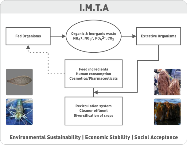 Integrated multi trophic aquaculture IMAT
