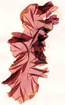 Langevannet siphon pipe Porphyra