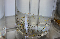 Newly hatched larvae