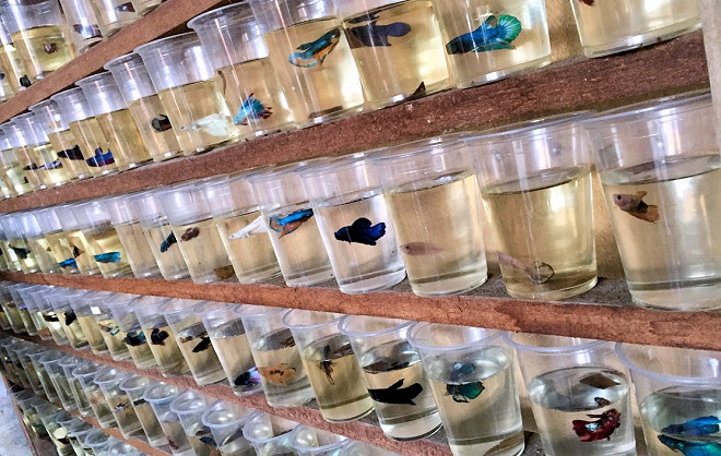 Aie Betta Lover Farm 