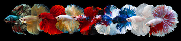 40m. Polarcirkel cages cages