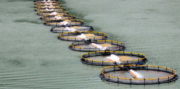 Row of cages Row of cages