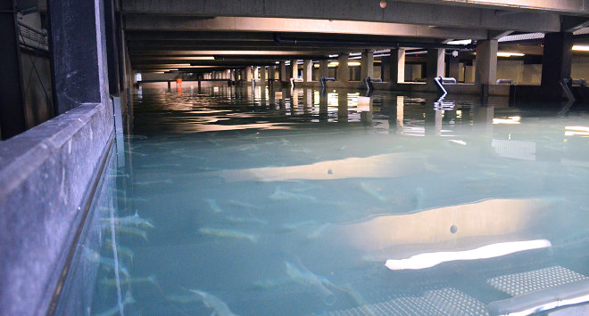 Shrimp farm raceways